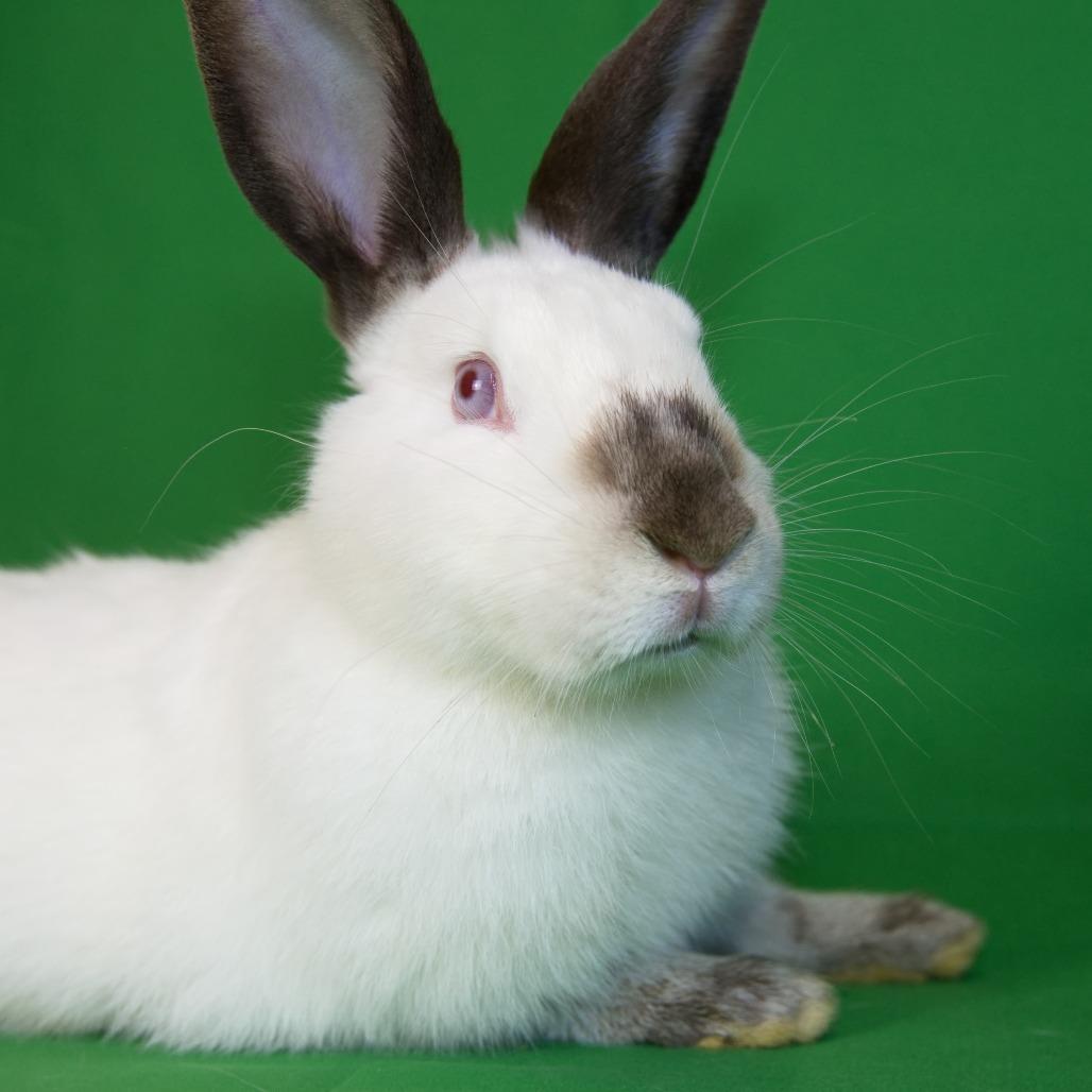 Morgan, Adoptable, Young Female Californian.