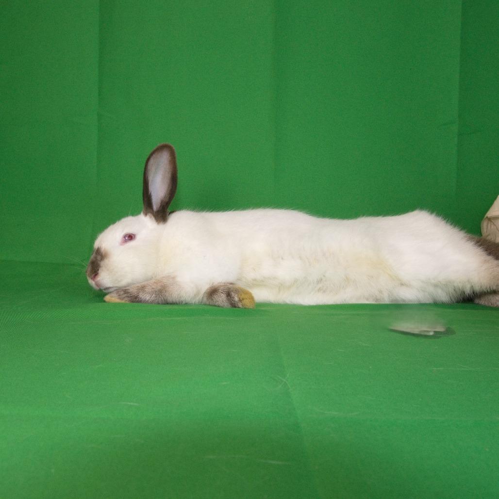 Morgan, a Adoptable Californian in Newport, PA image 2/5