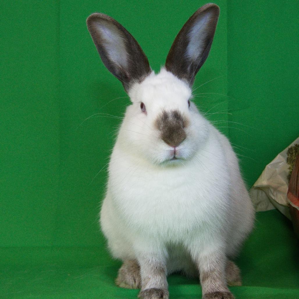 Morgan, a Adoptable Californian in Newport, PA image 3/5