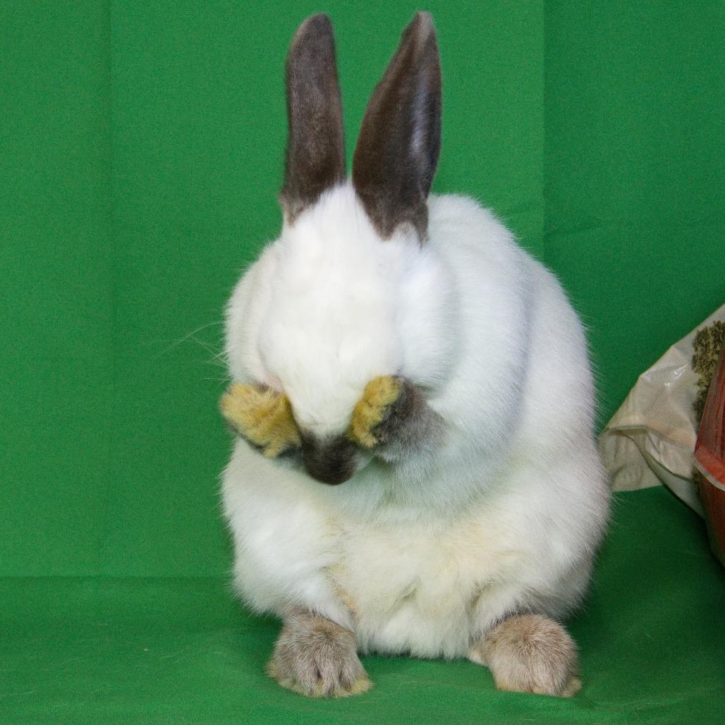 Morgan, a Adoptable Californian in Newport, PA image 4/5
