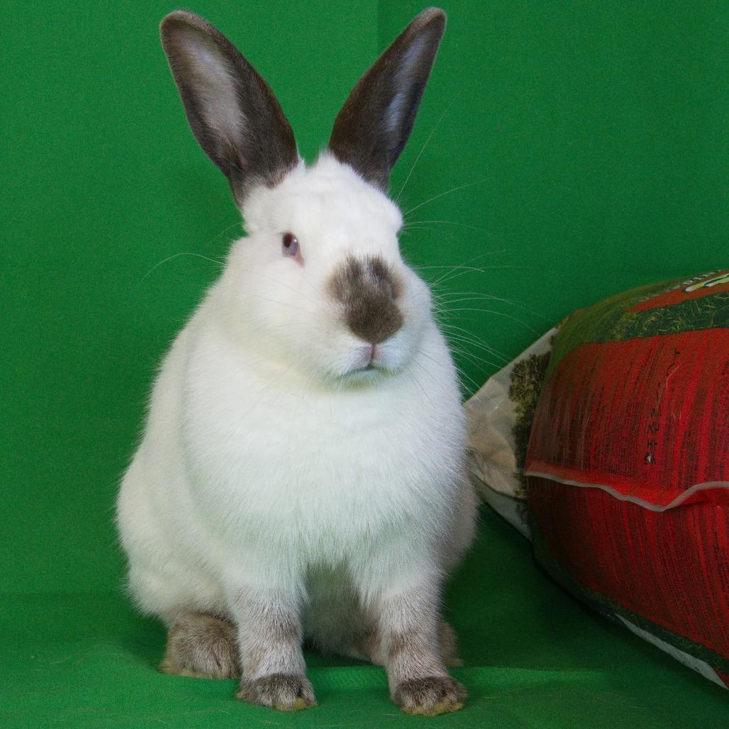 Morgan, a Adoptable Californian in Newport, PA image 5/5