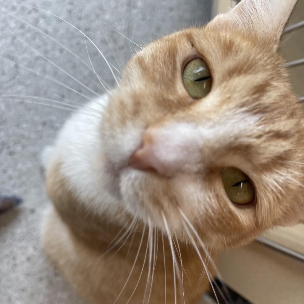 Scarlett, a Adoptable Domestic Short Hair in Winston Salem, NC image 1/6
