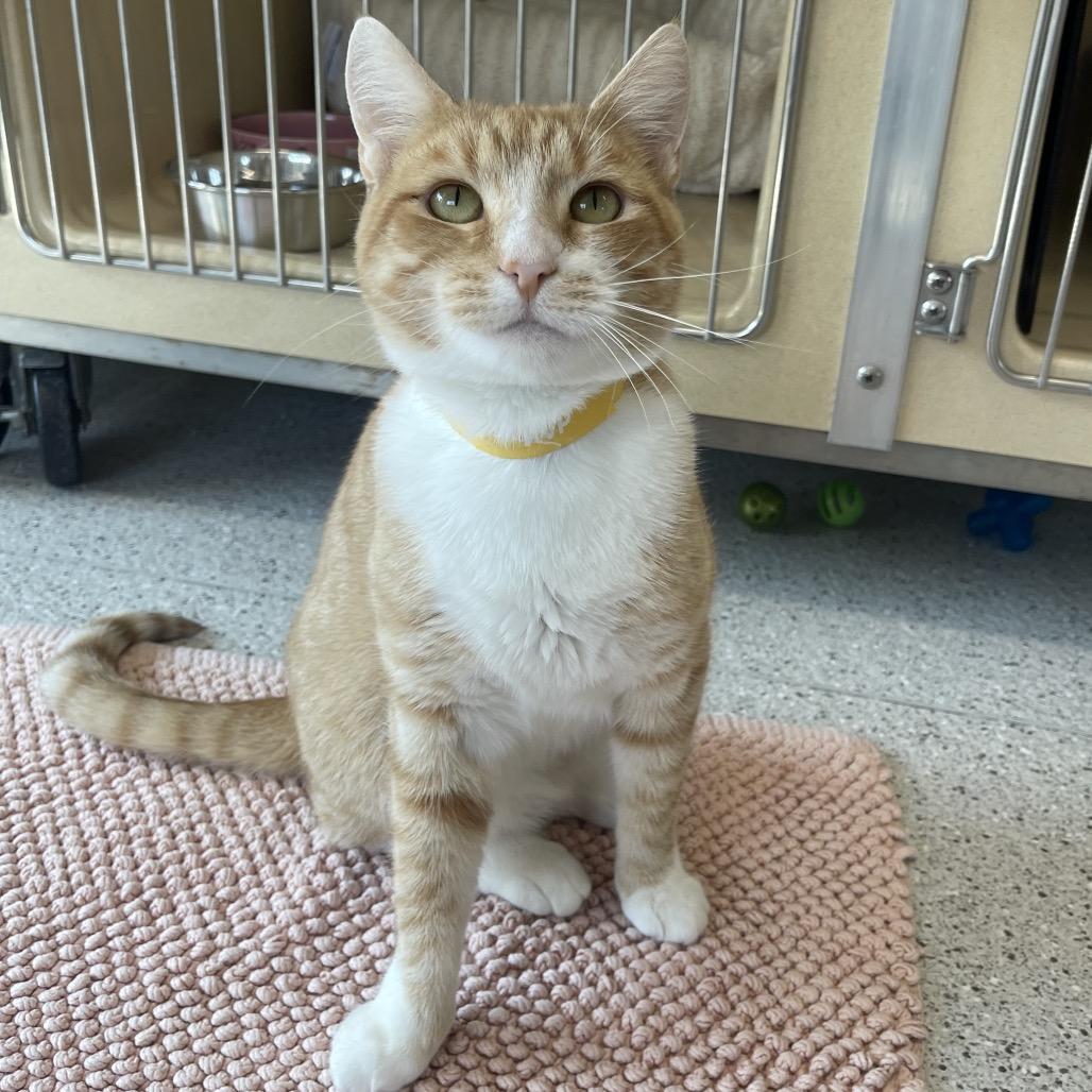 Scarlett, Adoptable, Adult Female Domestic Short Hair.