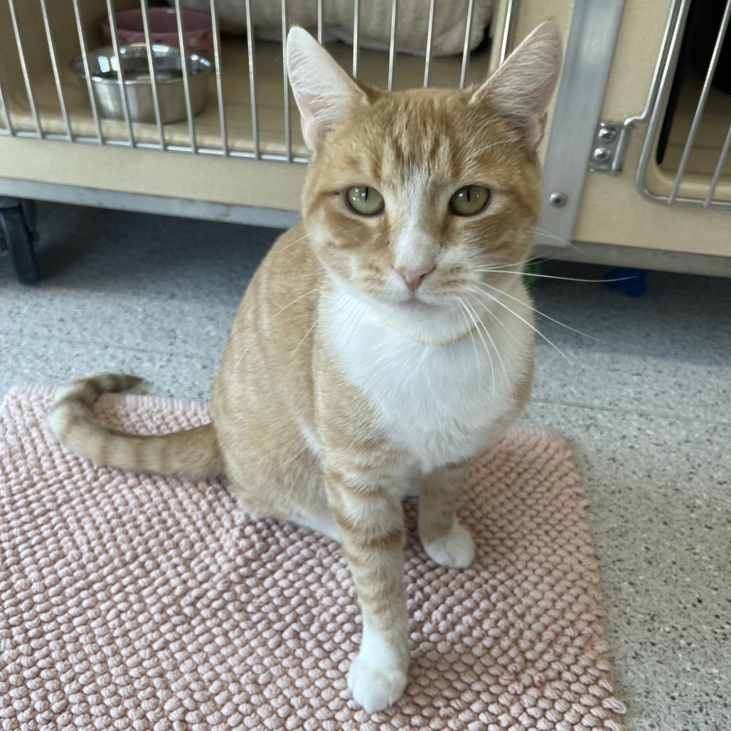 Scarlett, a Adoptable Domestic Short Hair in Winston Salem, NC image 3/6