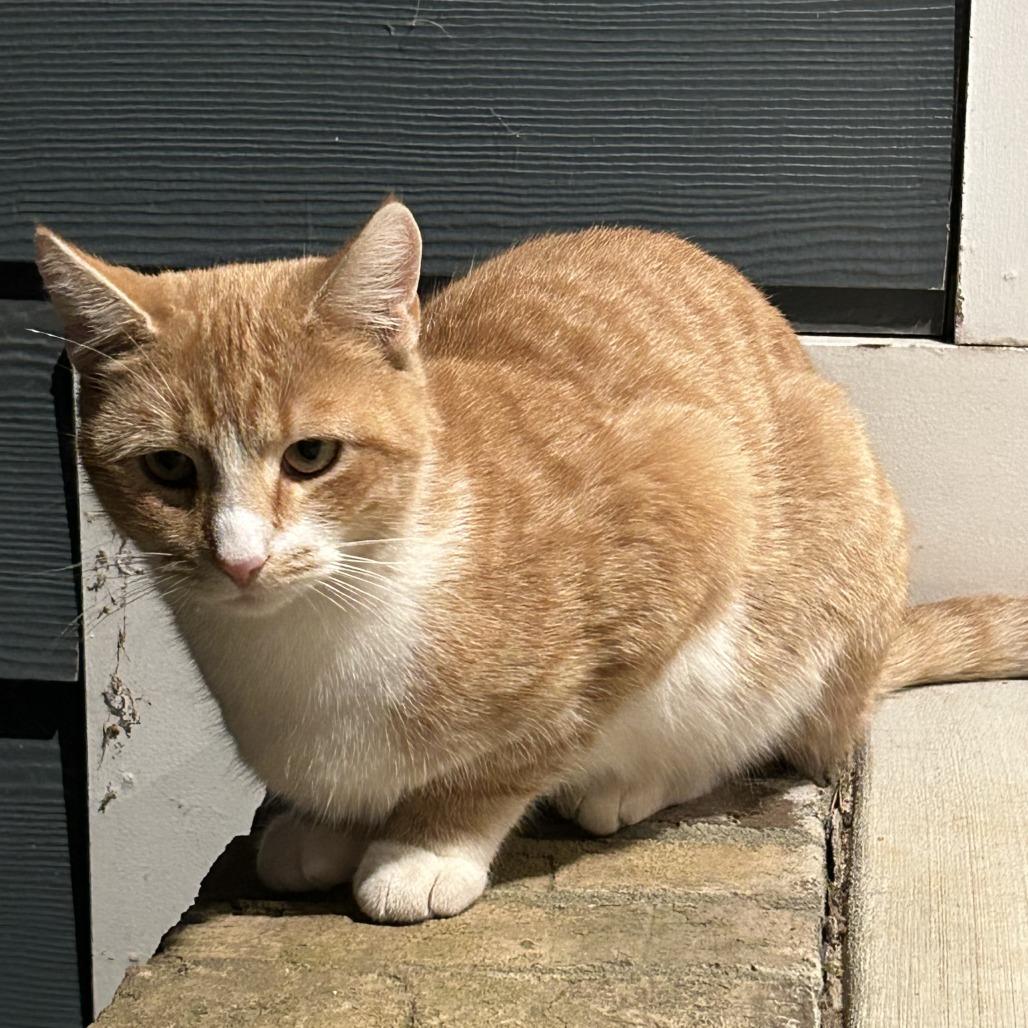Enlarge Scarlett, a Adoptable Domestic Short Hair in Winston Salem, NC image 1/2