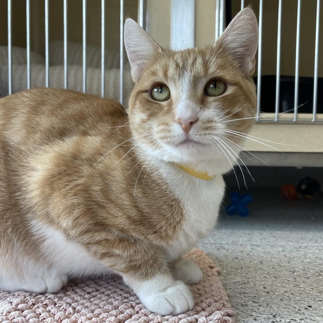 Scarlett, a Adoptable Domestic Short Hair in Winston Salem, NC image 5/6