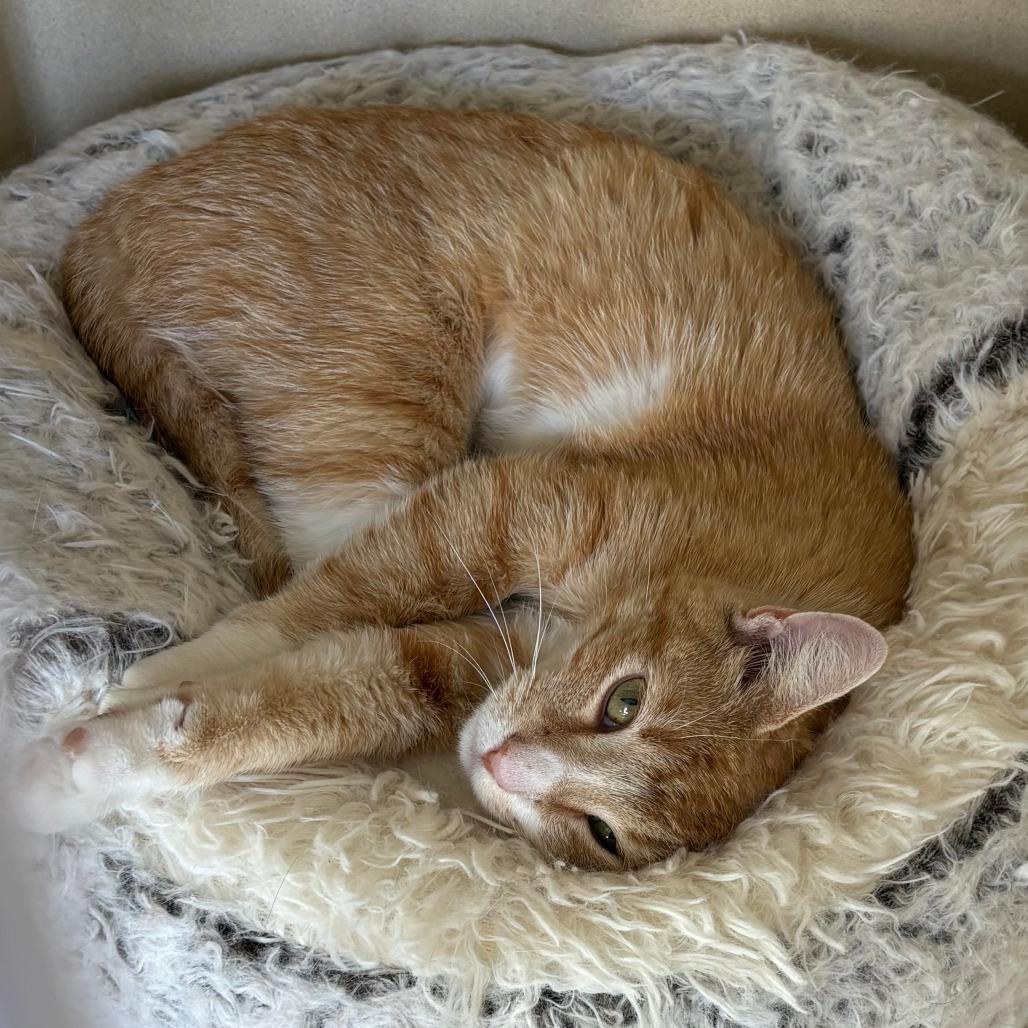 Enlarge Scarlett, a Adoptable Domestic Short Hair in Winston Salem, NC image 2/2
