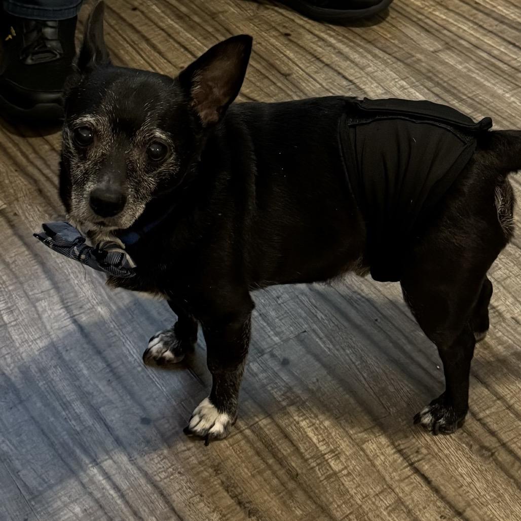 Marley Rocky (Dallas)