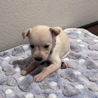 Simone — thumbnail 4