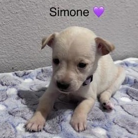 Simone — thumbnail 5