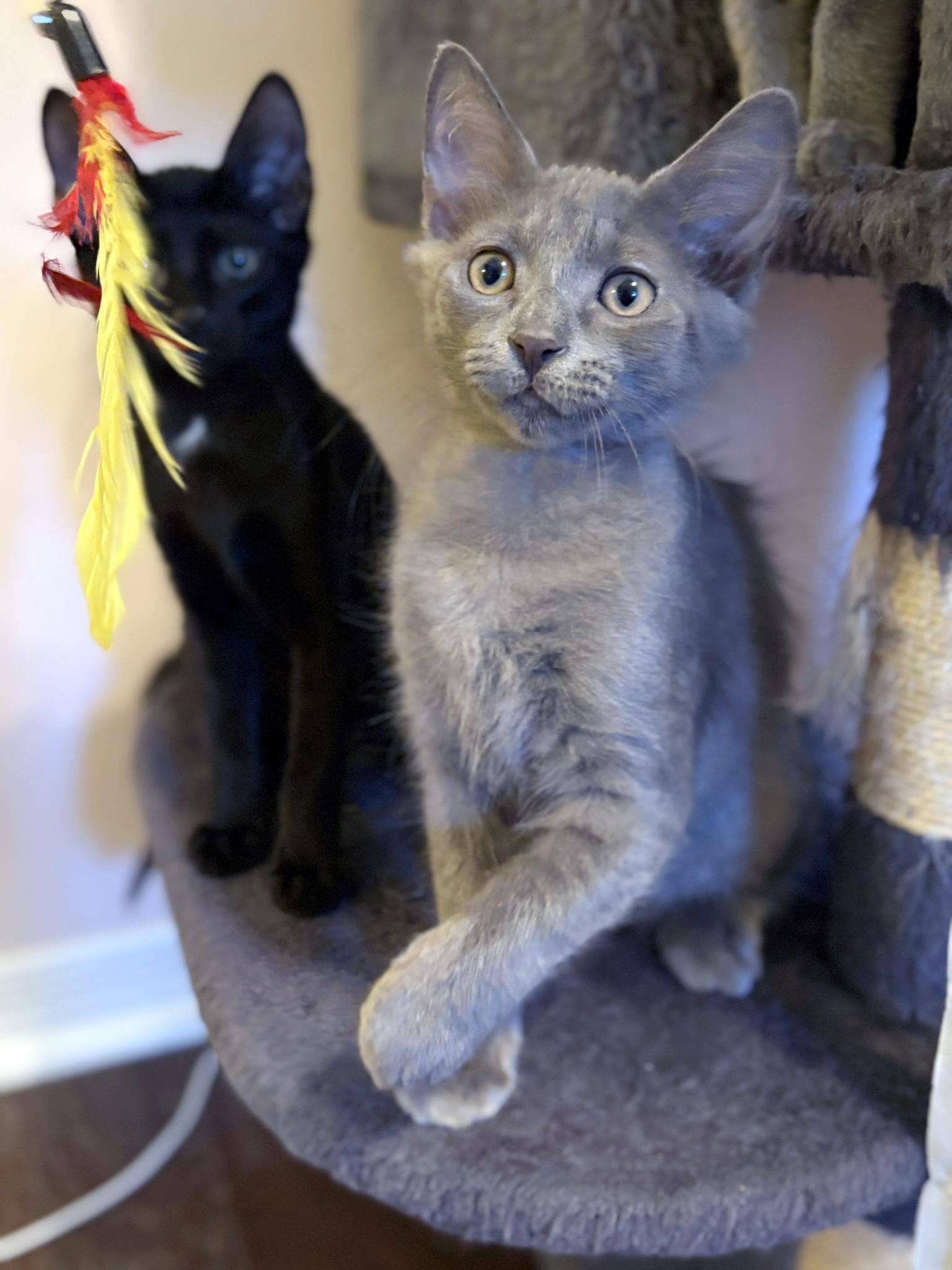Enlarge Dusty, a Adopted Domestic Short Hair in Lake Monroe, FL image 3/6