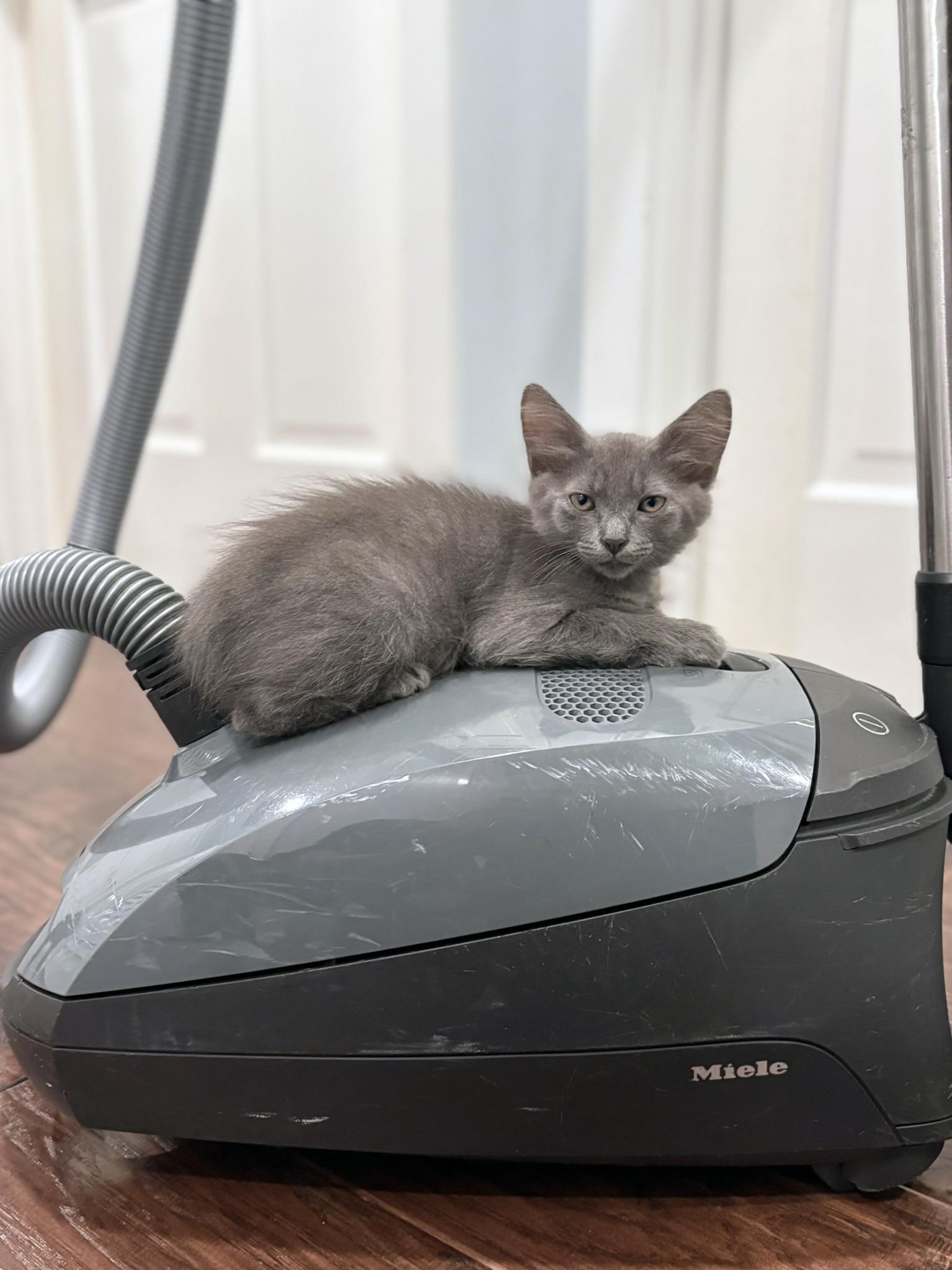 Enlarge Dusty, a Adopted Domestic Short Hair in Lake Monroe, FL image 5/6