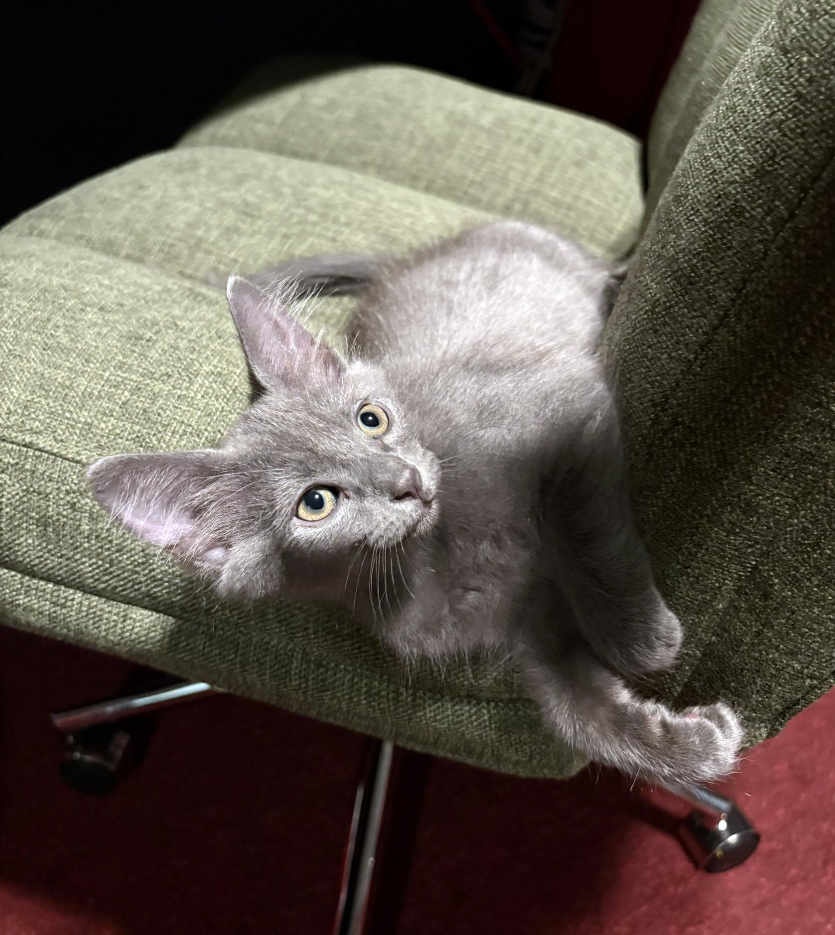 Dusty, Adopted, Kitten Male Domestic Short Hair.