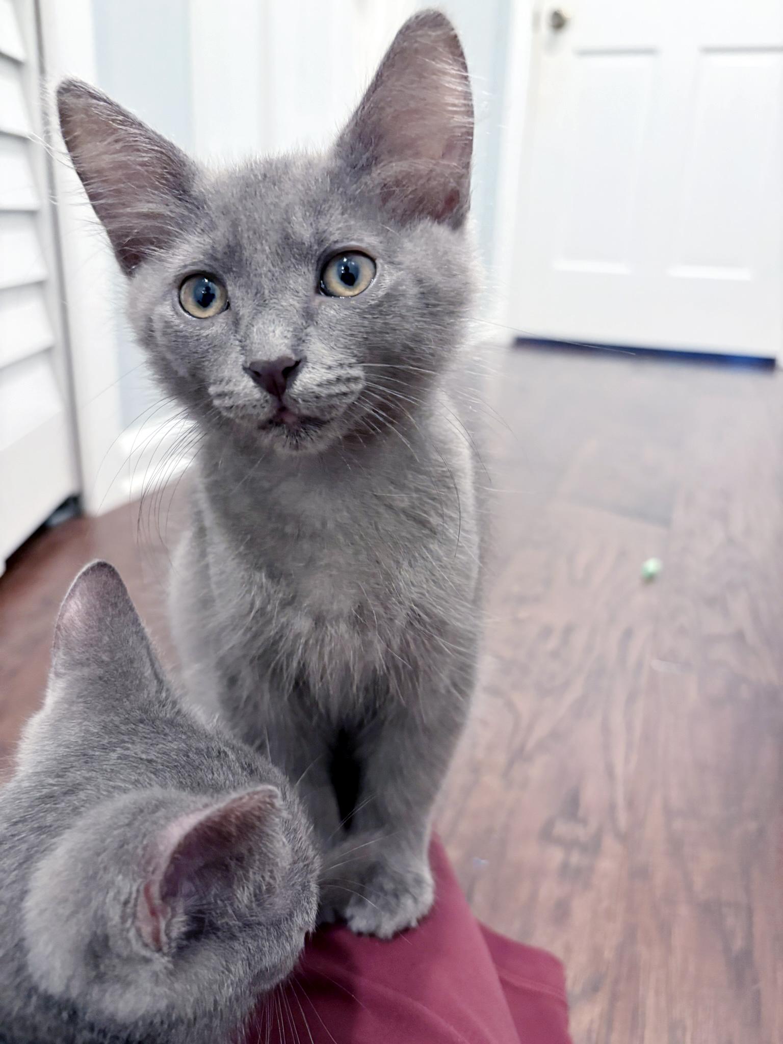 Enlarge Dusty, a Adopted Domestic Short Hair in Lake Monroe, FL image 2/6