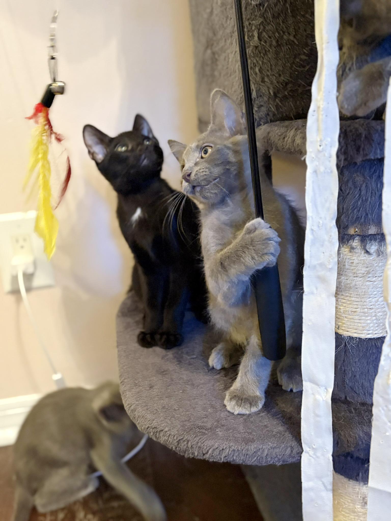 Enlarge Dusty, a Adopted Domestic Short Hair in Lake Monroe, FL image 6/6