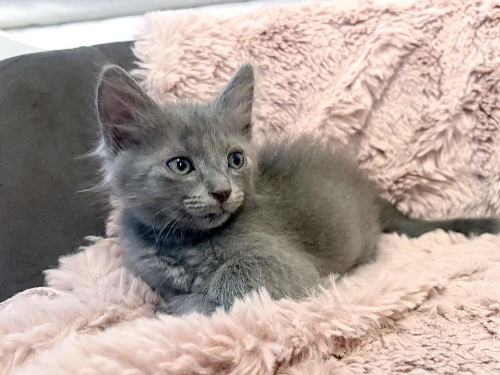 Enlarge Dusty, a Adopted Domestic Short Hair in Lake Monroe, FL image 4/6