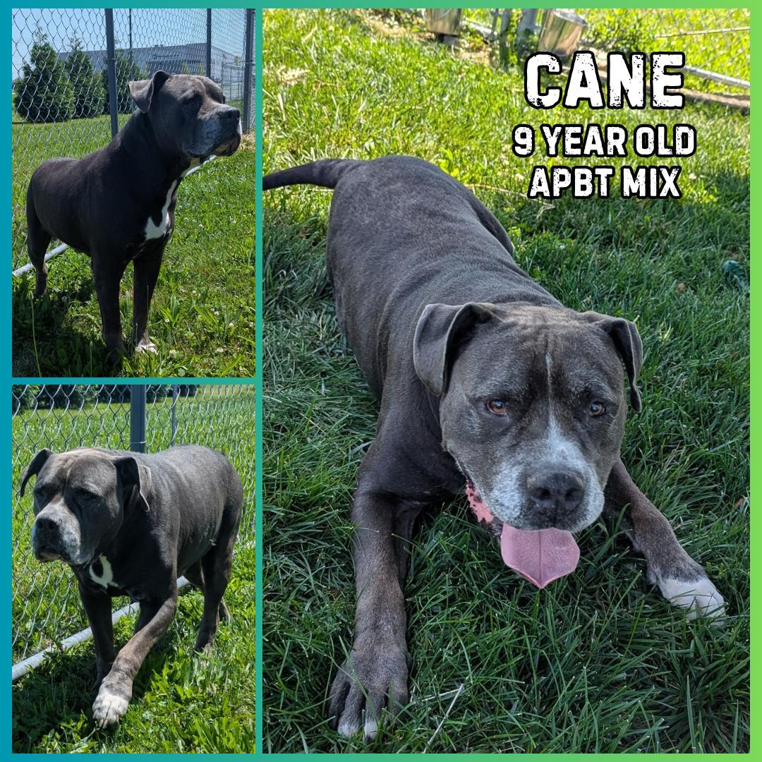 Enlarge Cane, a Adoptable mixed breed in Franklin, IN image 1/1