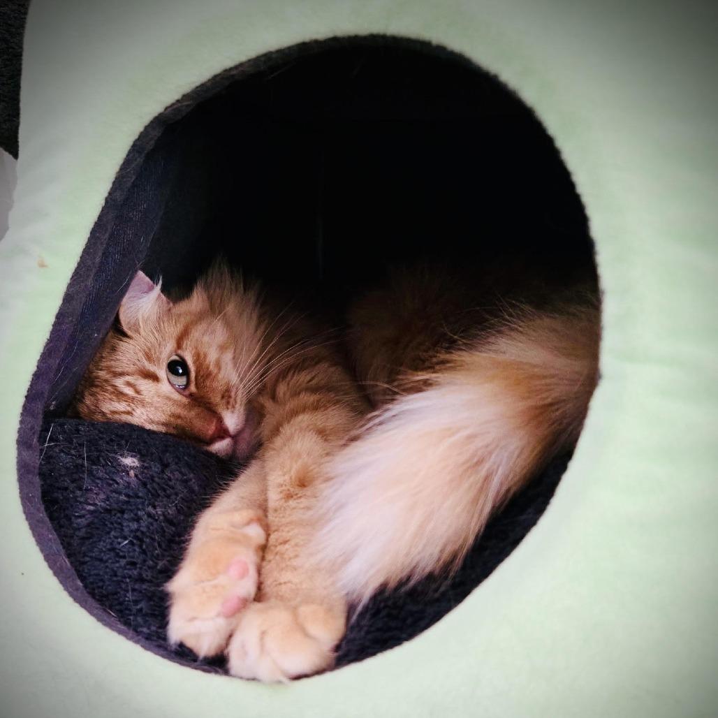 Kelly, Adoptable, Adult Male Domestic Long Hair.