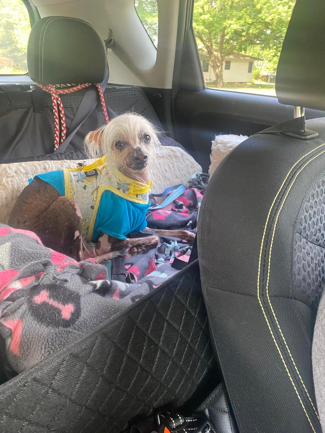 Lily & Zeplin (Ohio), a Adoptable Chinese Crested Dog in Euclid, OH image 1/6