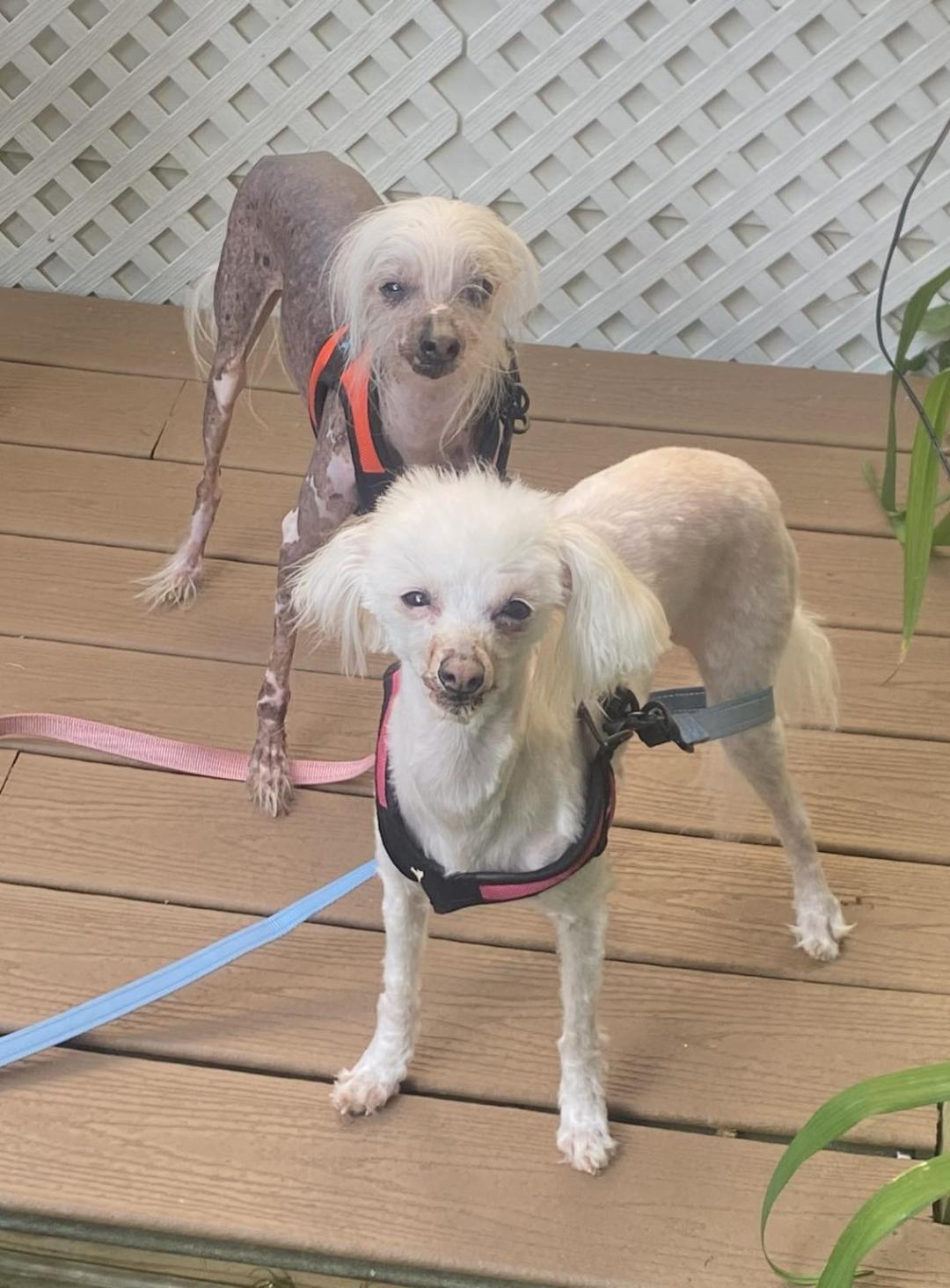 Lily & Zeplin (Ohio), a Adoptable Chinese Crested Dog in Euclid, OH image 2/6
