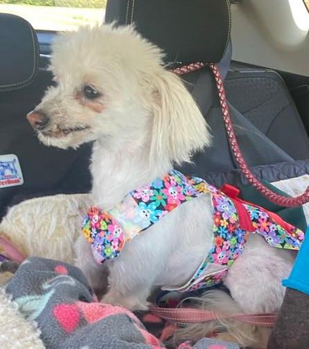 Lily & Zeplin (Ohio), a Adoptable Chinese Crested Dog in Euclid, OH image 3/6