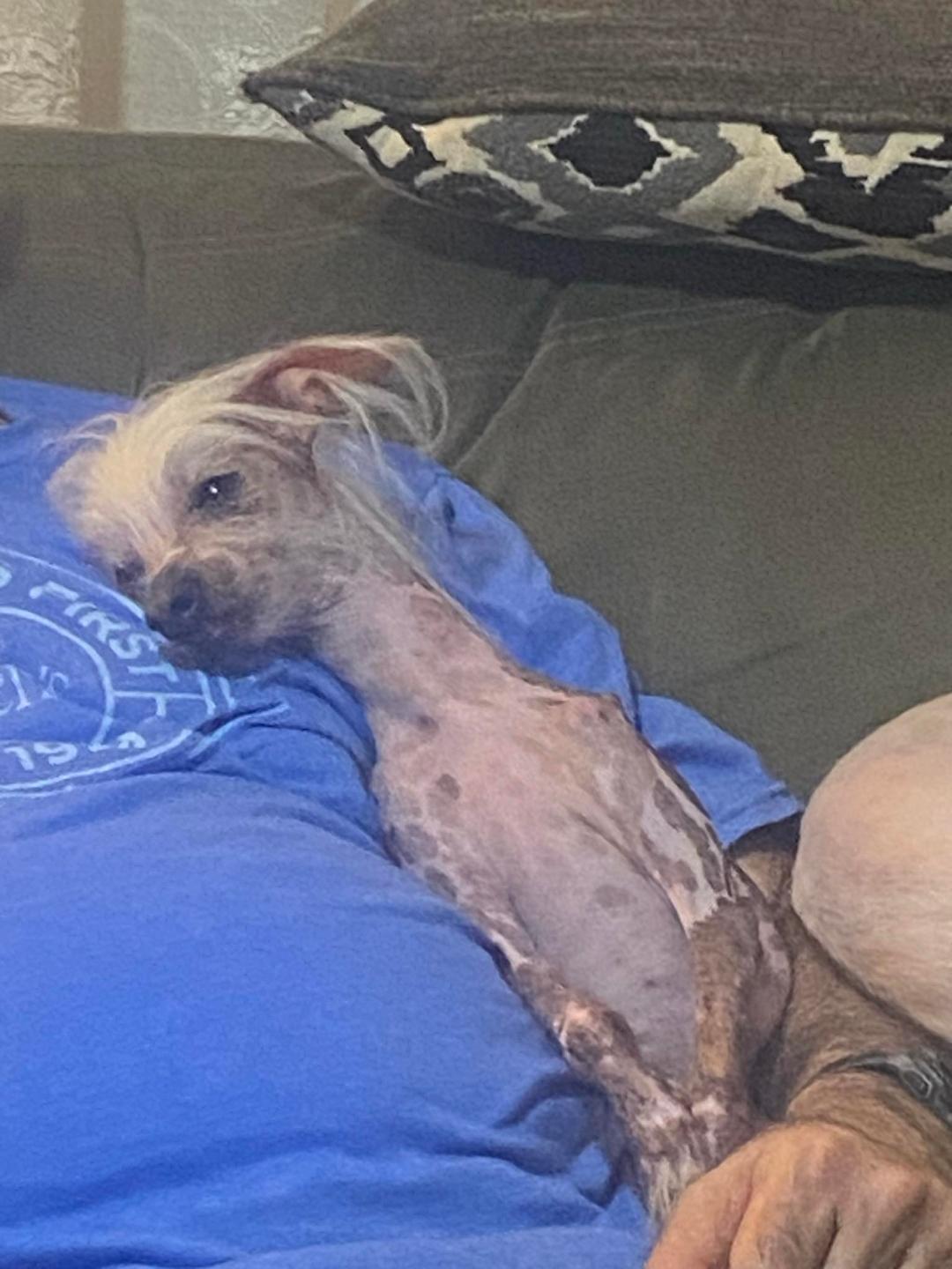 Lily & Zeplin (Ohio), a Adoptable Chinese Crested Dog in Euclid, OH image 4/6