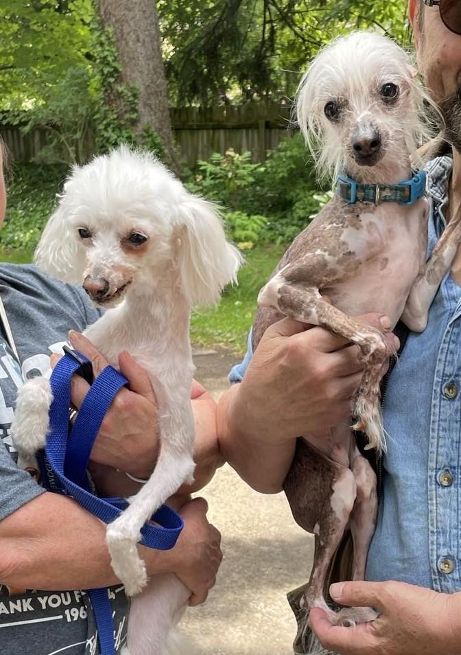 Lily & Zeplin (Ohio), a Adoptable Chinese Crested Dog in Euclid, OH image 5/6