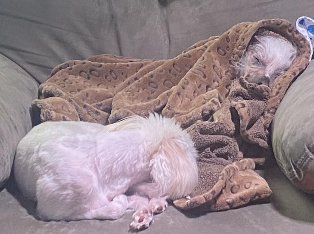 Lily & Zeplin (Ohio), a Adoptable Chinese Crested Dog in Euclid, OH image 6/6