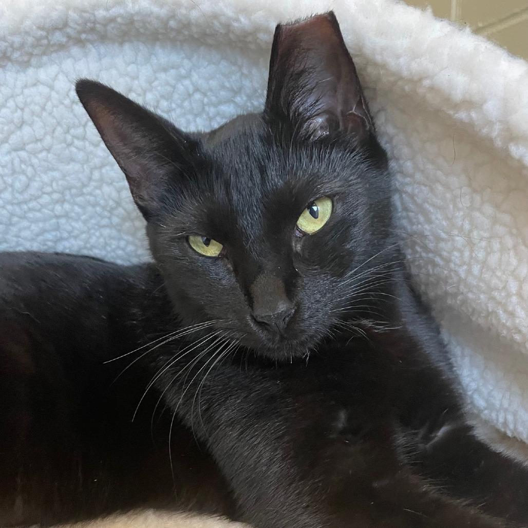 Enlarge Destiny, a Adoptable Domestic Short Hair in Concord, NH image 1/1