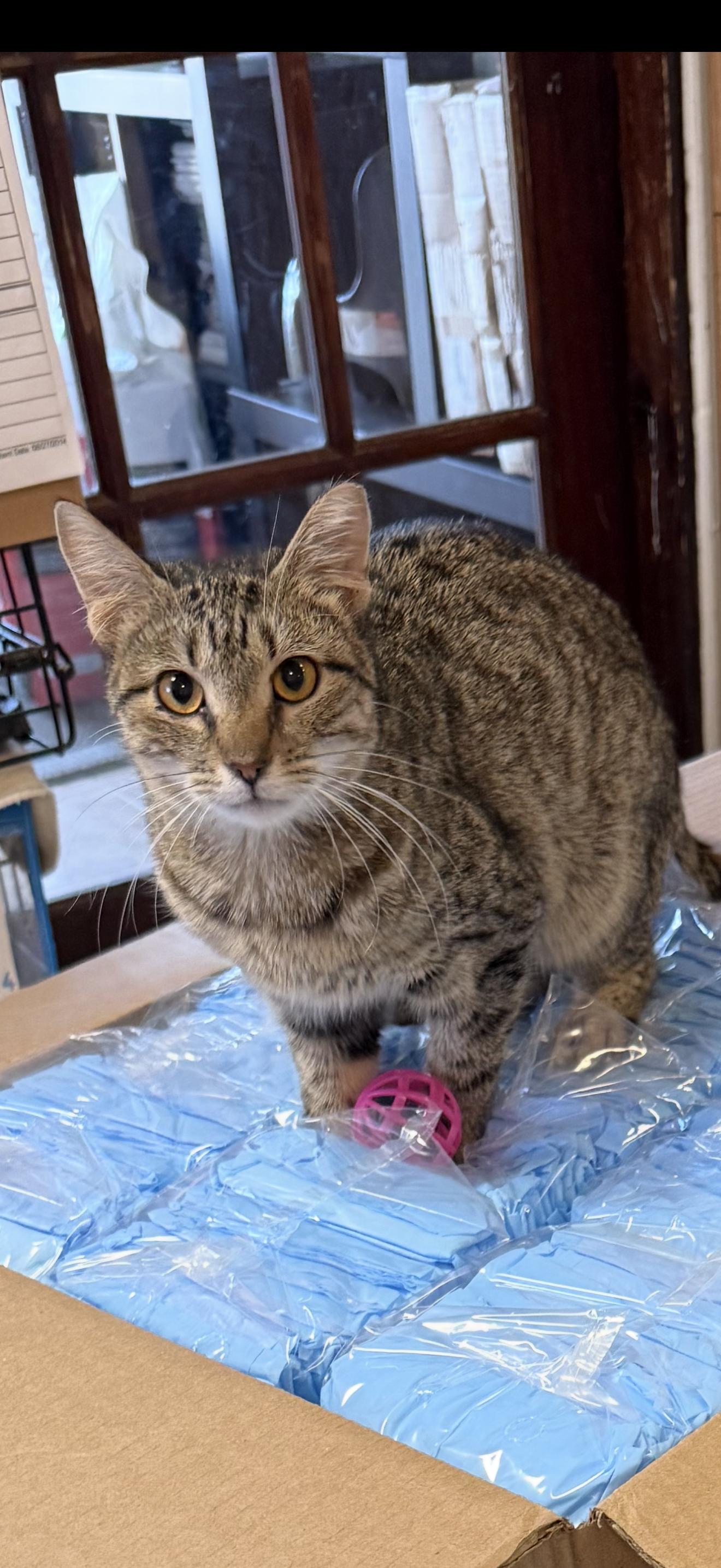 Clementine, adopted, Young Female Domestic Short Hair.