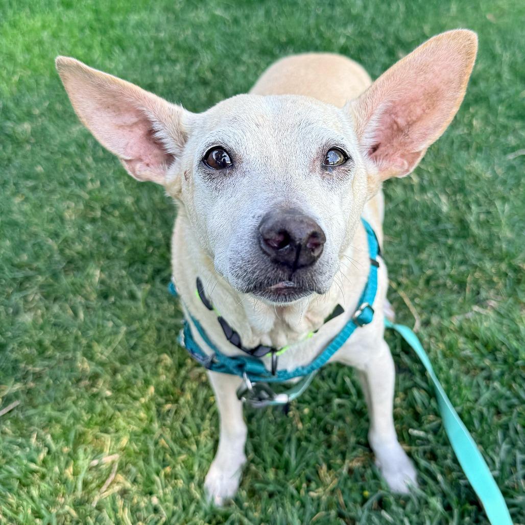 Elote, Adoptable, Senior Male Chihuahua & Mixed Breed.