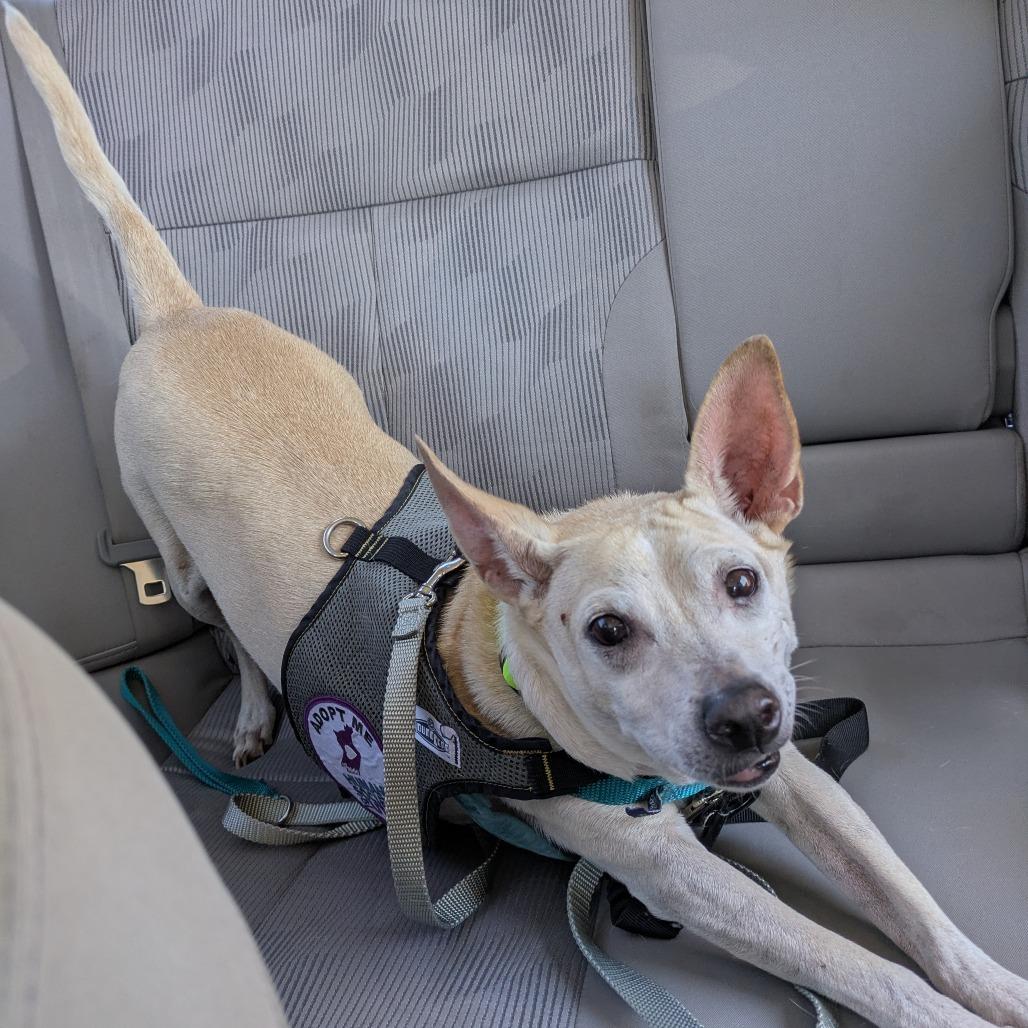 Elote, a Adoptable mixed breed in Murray, UT image 2/5