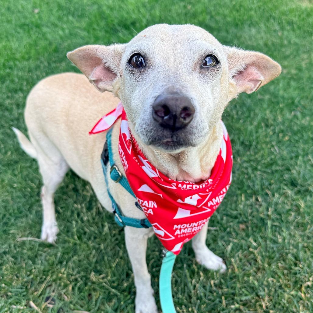 Elote, a Adoptable mixed breed in Murray, UT image 3/5