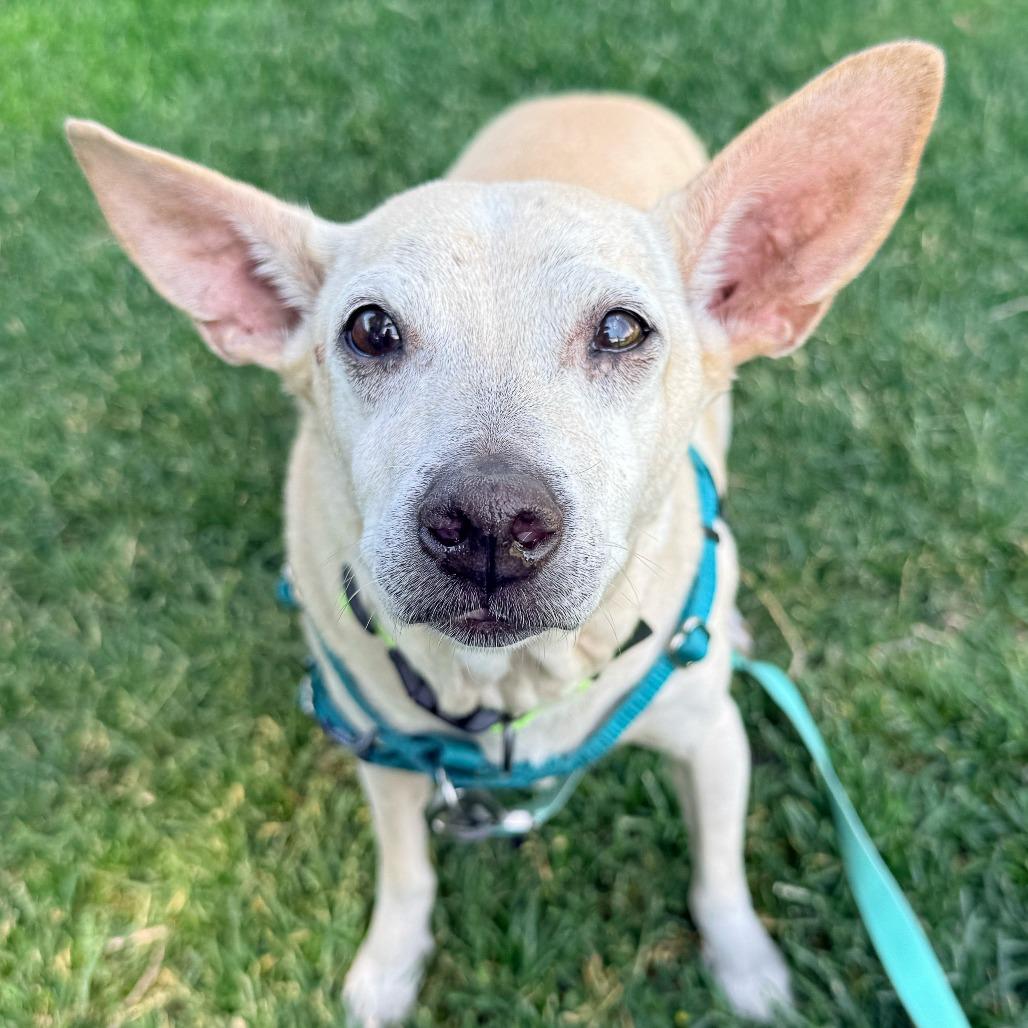 Elote, a Adoptable mixed breed in Murray, UT image 4/5