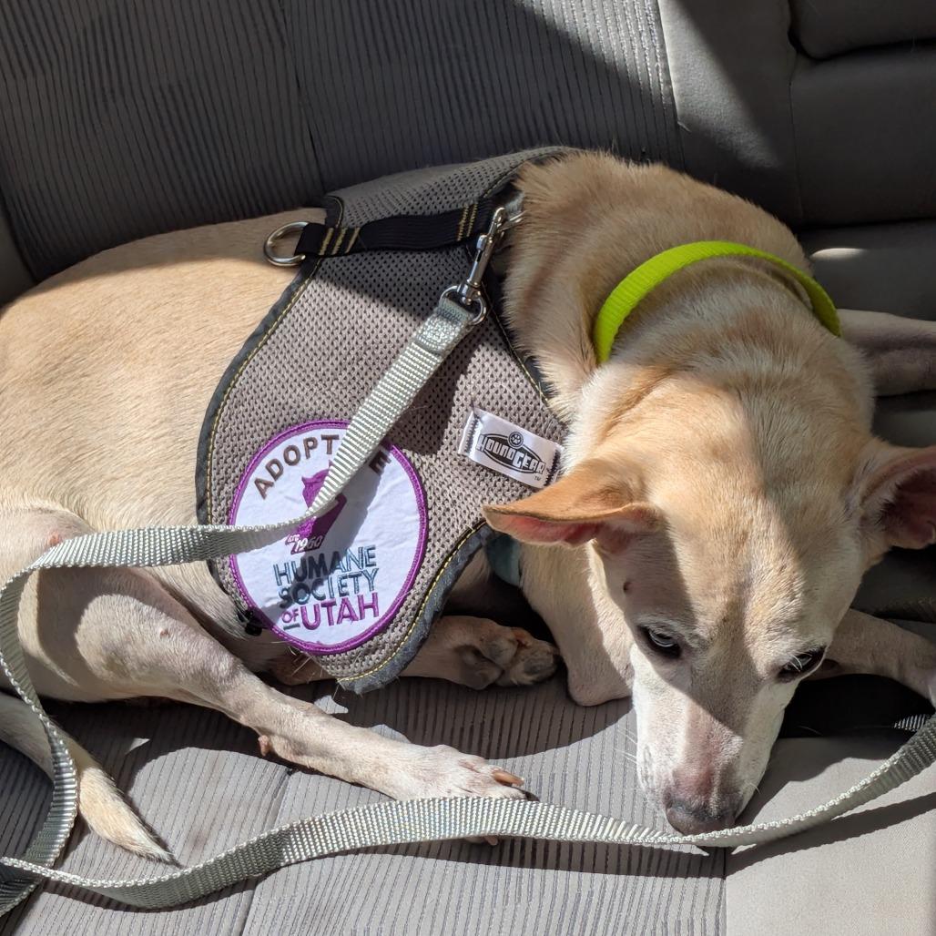 Elote, a Adoptable mixed breed in Murray, UT image 5/5