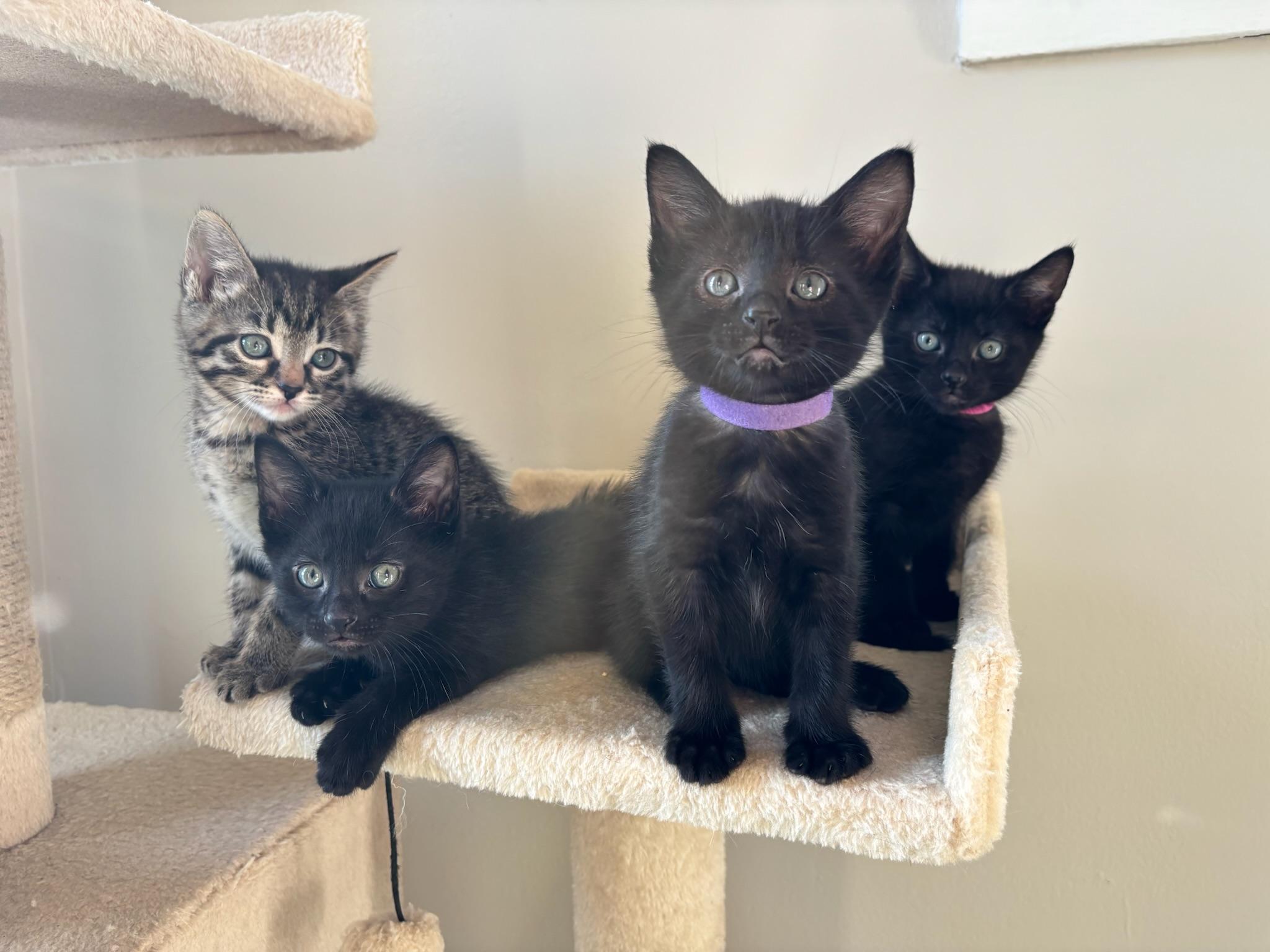 Gemini, an adopted Domestic Short Hair in Chicago, IL image 2/6
