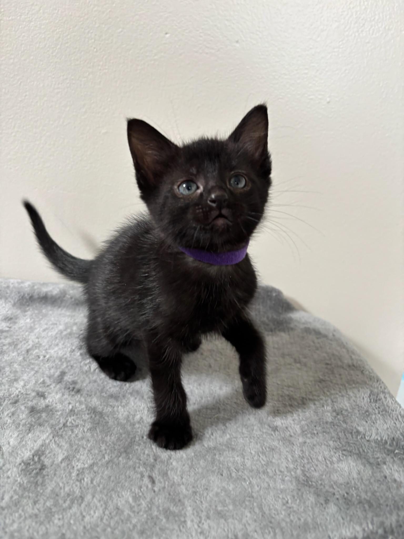 Gemini, an adopted Domestic Short Hair in Chicago, IL image 5/6