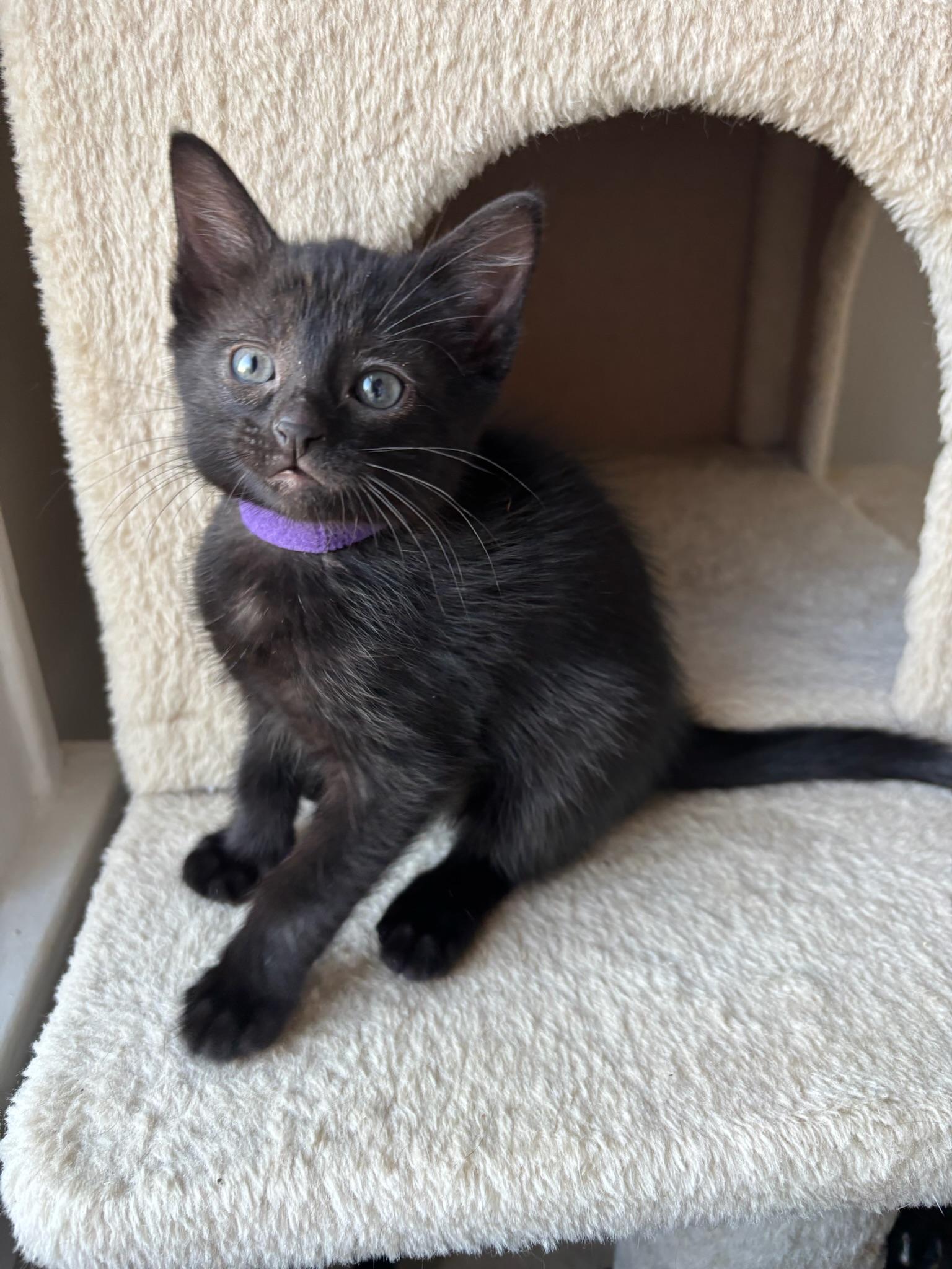 Gemini, adopted, Kitten Female Domestic Short Hair.