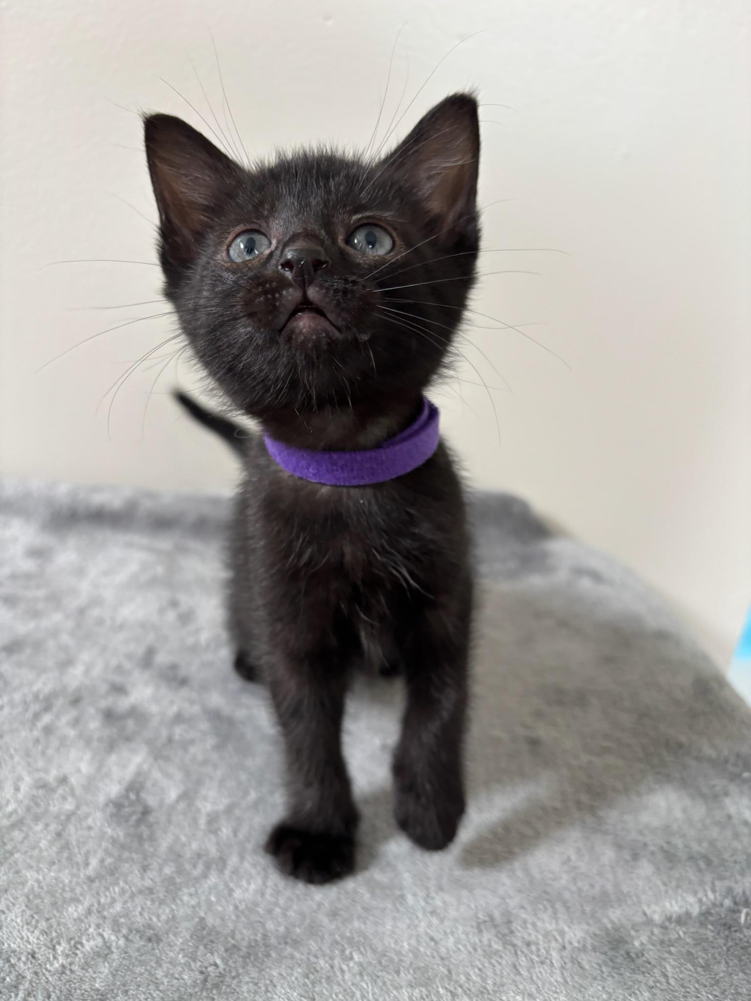 Gemini, an adopted Domestic Short Hair in Chicago, IL image 4/6