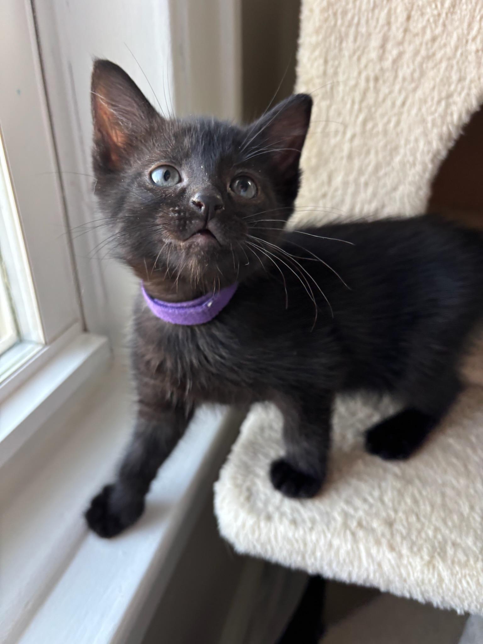 Gemini, an adopted Domestic Short Hair in Chicago, IL image 6/6