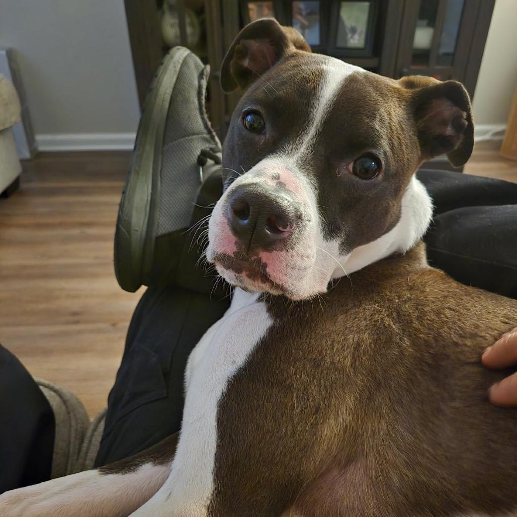 Enlarge Turbo, a Adoptable mixed breed in Hohenwald, TN image 1/1