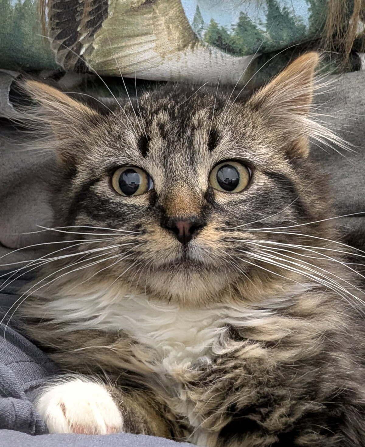 Ketchup, ADOPTABLE, Young Male Domestic Long Hair.