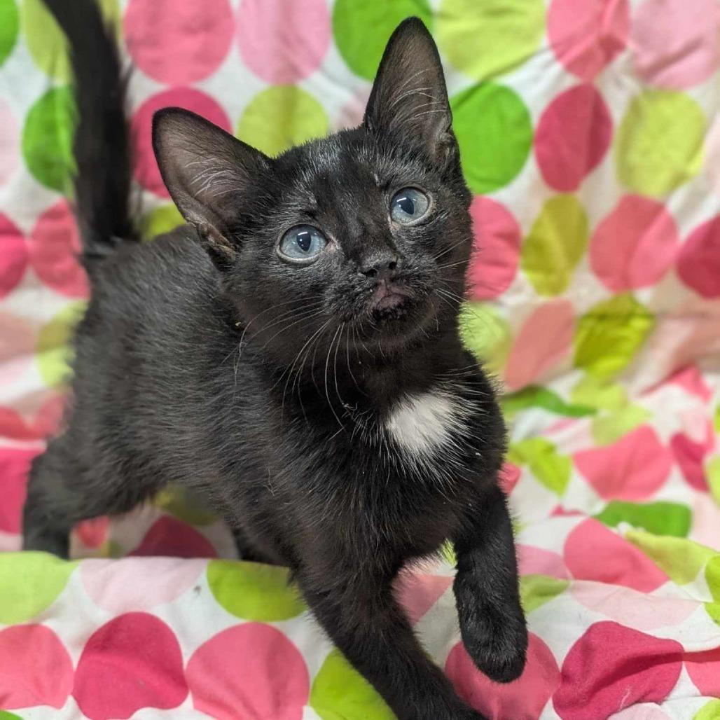 Ellington Jade Asher, Young Female Domestic Short Hair