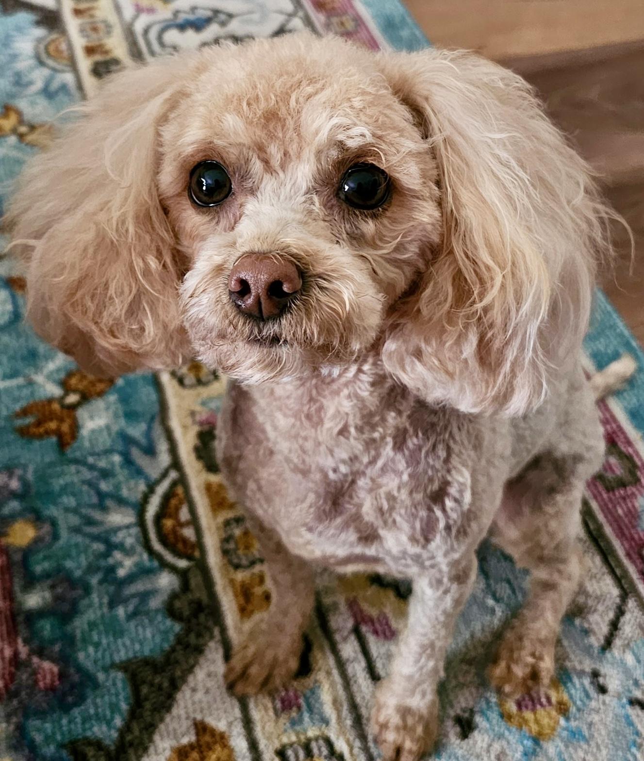 Zeke, an adopted Poodle (Toy) in Cascadia, OR image 2/4