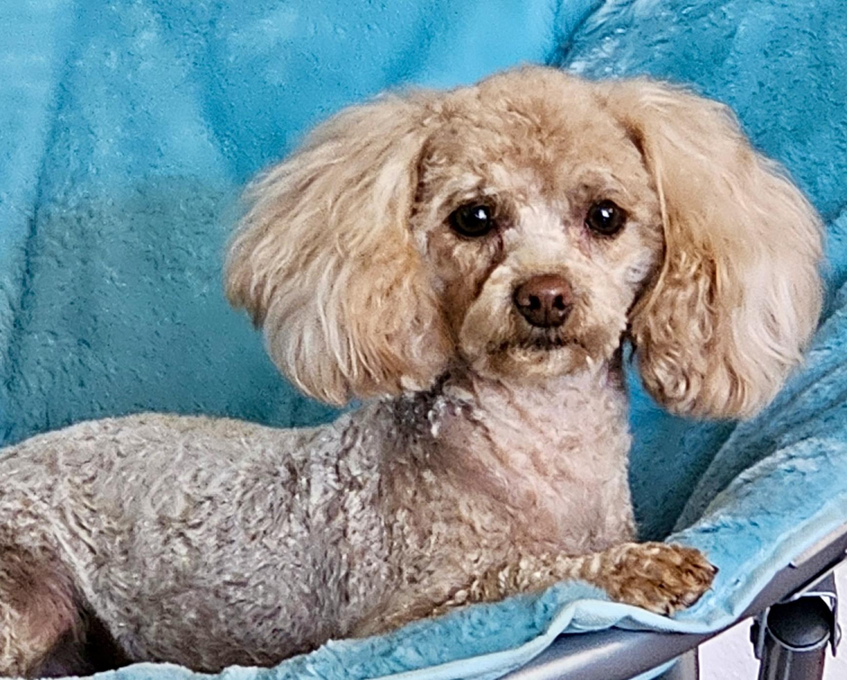 Zeke, an adopted Poodle (Toy) in Cascadia, OR image 1/4