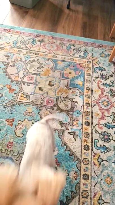 Enlarge Zeke, an adopted Poodle (Toy) in Cascadia, OR video 4/4