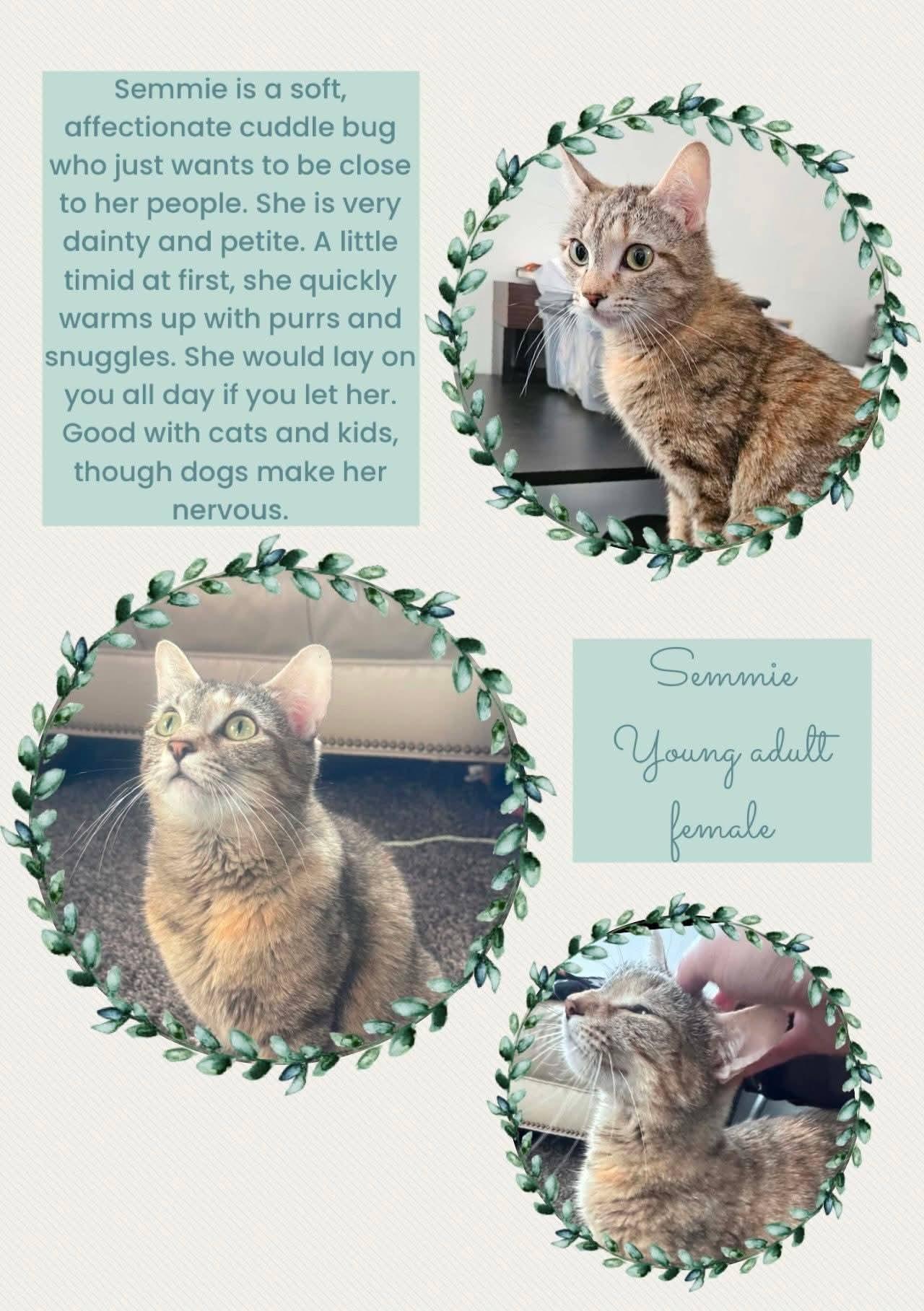 Semmie, ADOPTABLE, Adult Female Domestic Short Hair.