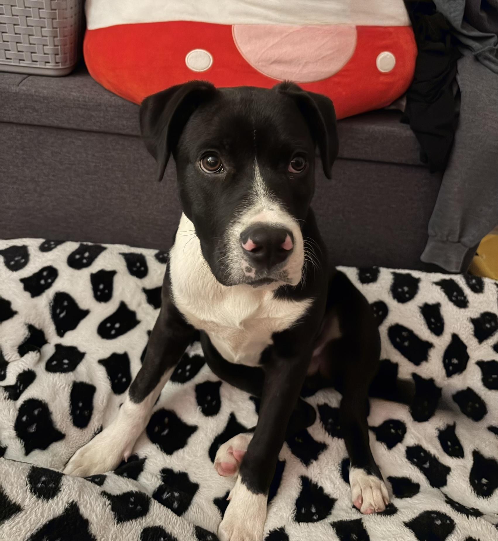 Enlarge Snoop, a ADOPTABLE mixed breed in Carmel, NY image 2/6