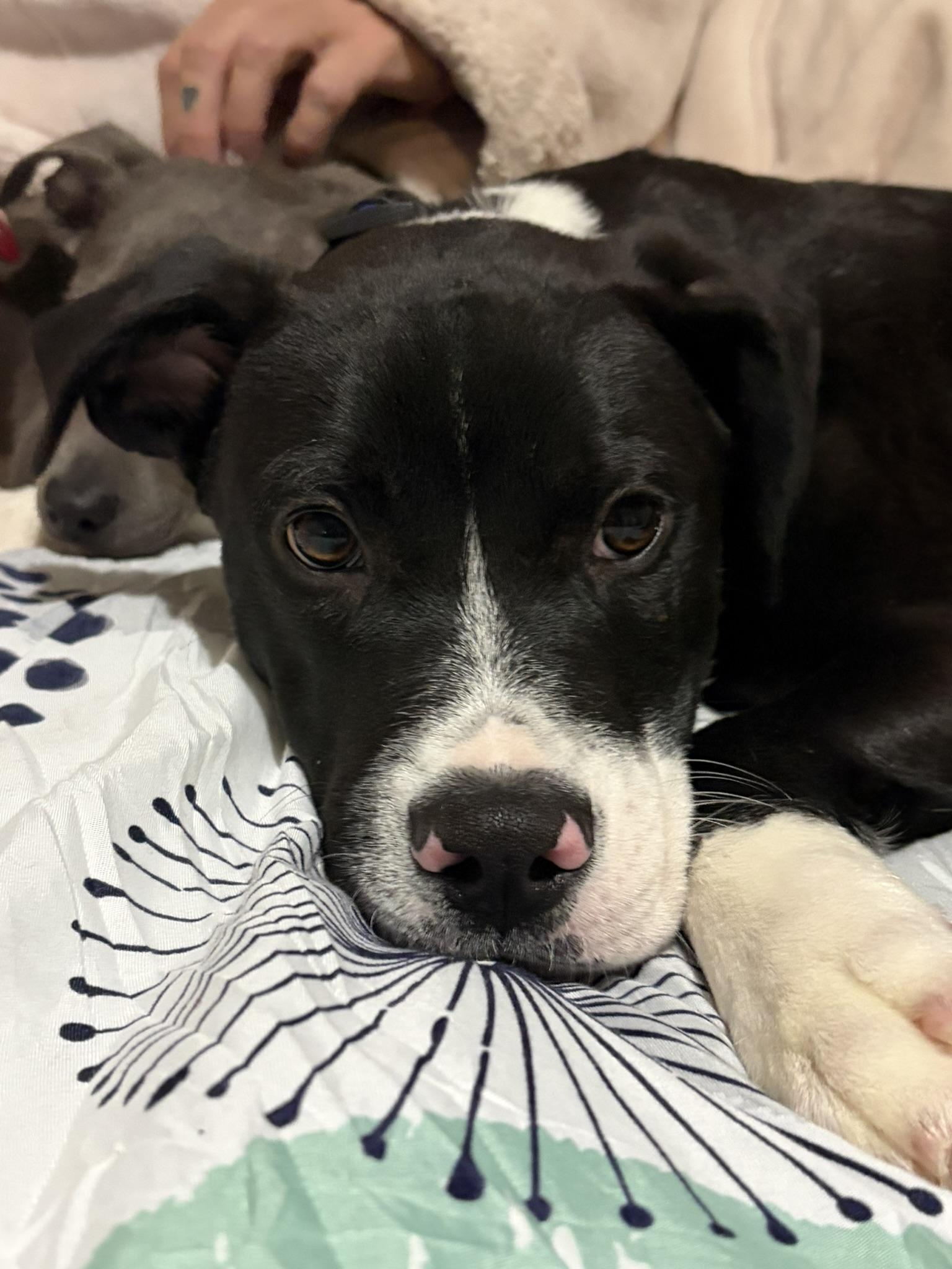 Enlarge Snoop, a ADOPTABLE mixed breed in Carmel, NY image 6/6