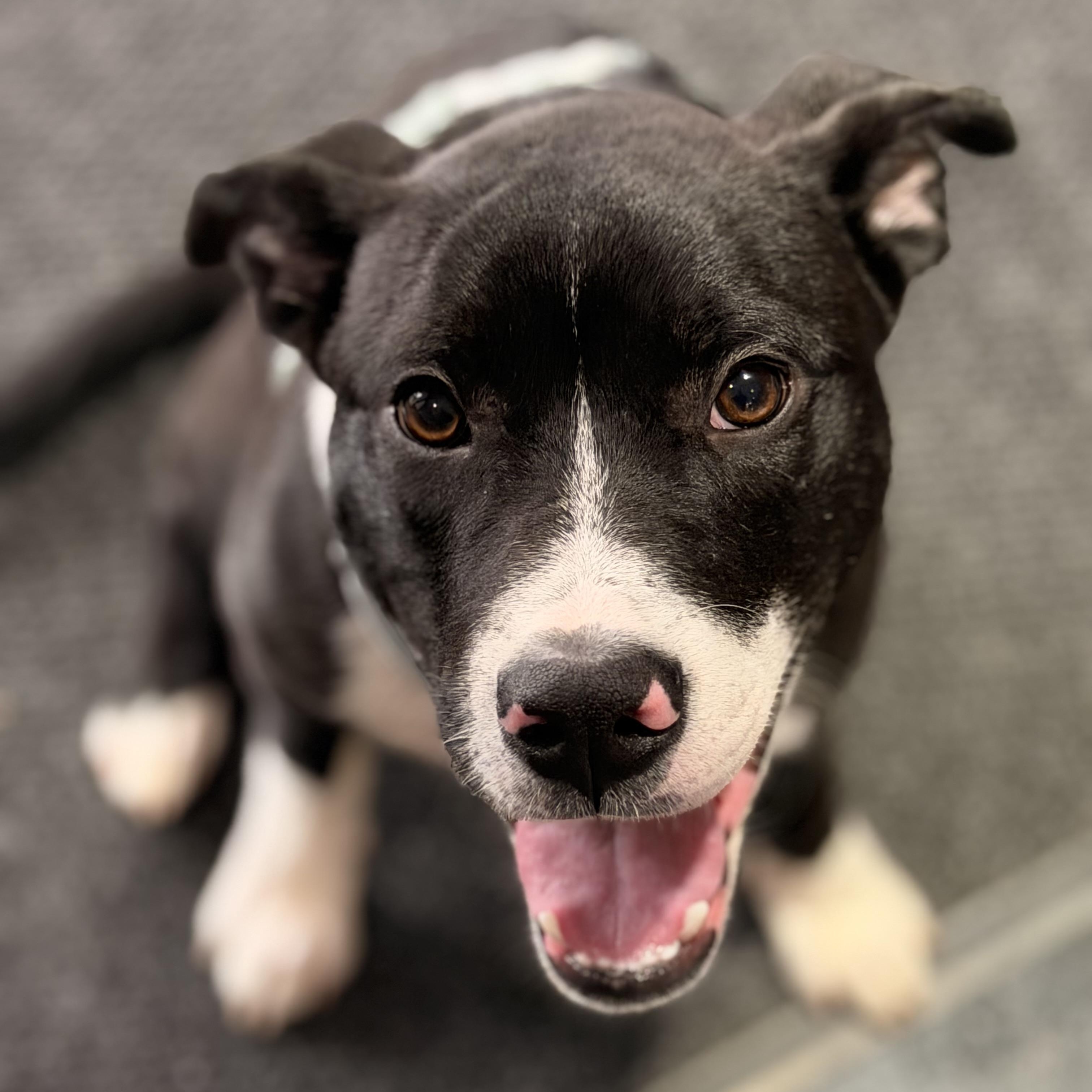Snoop, ADOPTABLE, Puppy Male Labrador Retriever.